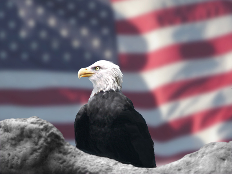 american flag eagle wallpaper. American Eagle amp; Flag