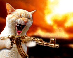 machine gun cat