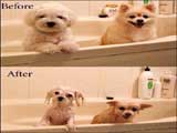 Dog wash (jpg)
