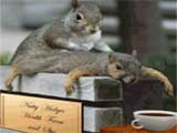 Squirrel Massage (gif)
