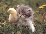 Chick & Kitten
