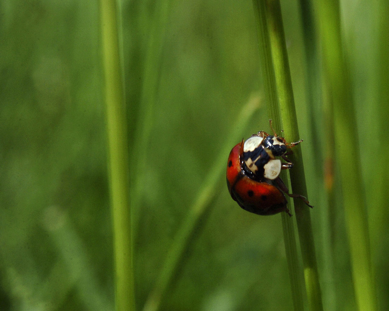 Coccinella septempunctata (ladybug)