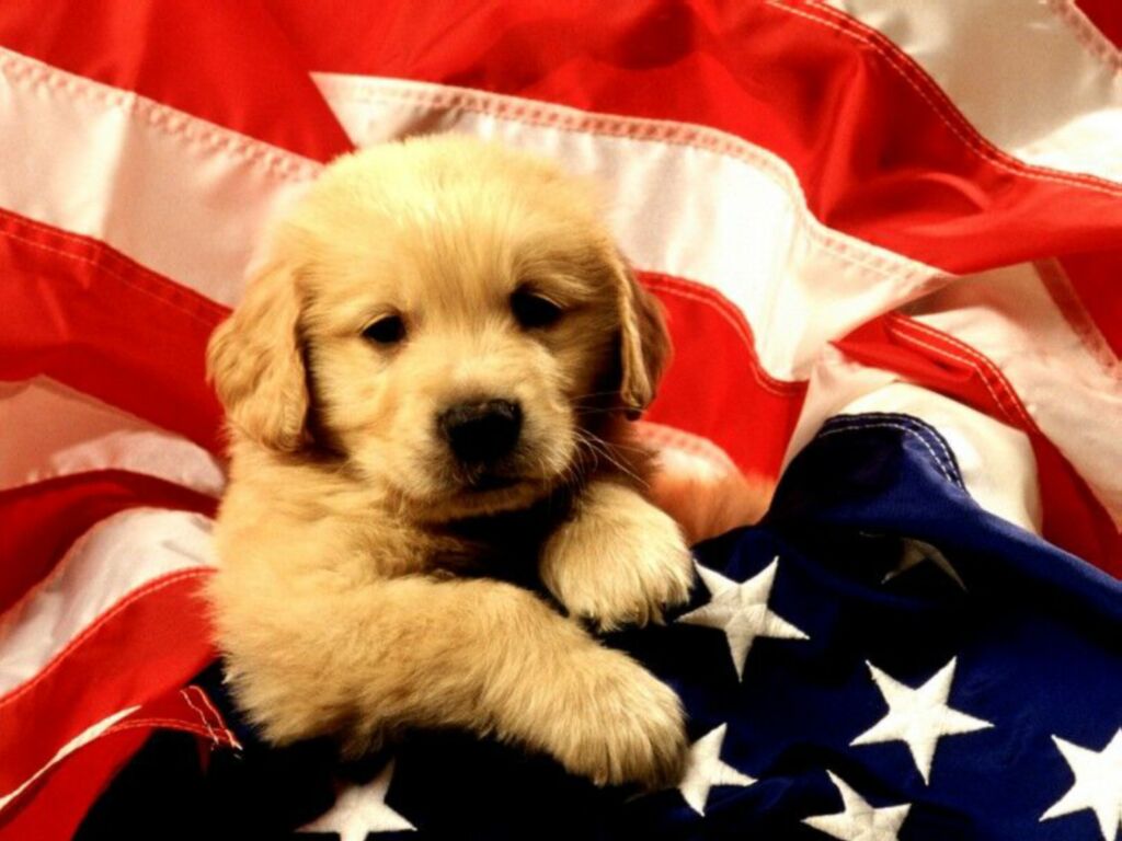 American puppy